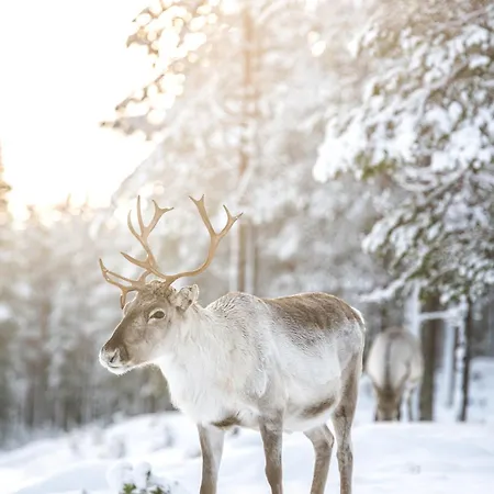 Hommala Riverside With Terrace, Sauna & Auroras Near Rovaniemi *